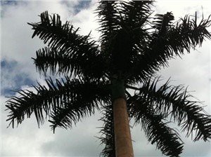 Camouflat Bionic Palm Tree Steel Monopole Antenna Tower