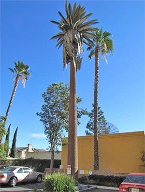 25m 30m Camouflaged Broadleaf Ficus Hot Dipped Galvanized Monopole Torrijiet